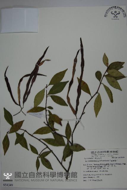 細梗絡石藏品圖，第1張