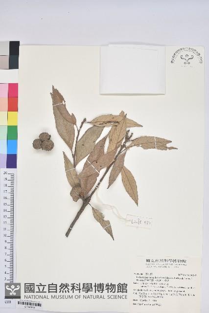 杏葉石櫟、校栗、校櫟藏品圖，第1張