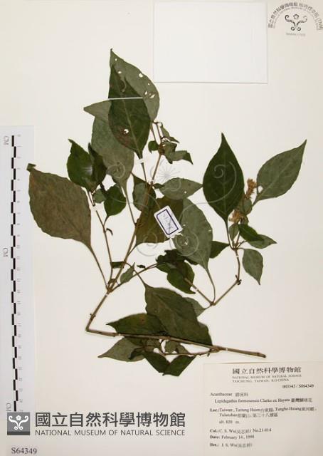 臺灣鱗球花藏品圖，第1張