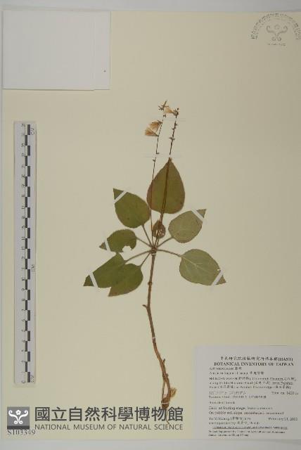 香鬼督郵藏品圖，第1張