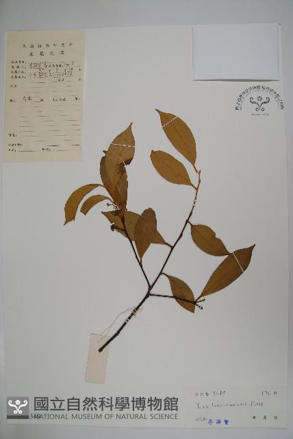 海南冬青藏品圖，第1張