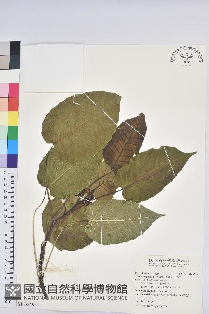 沙盒樹、響盒樹、洋紅藏品圖，第1張