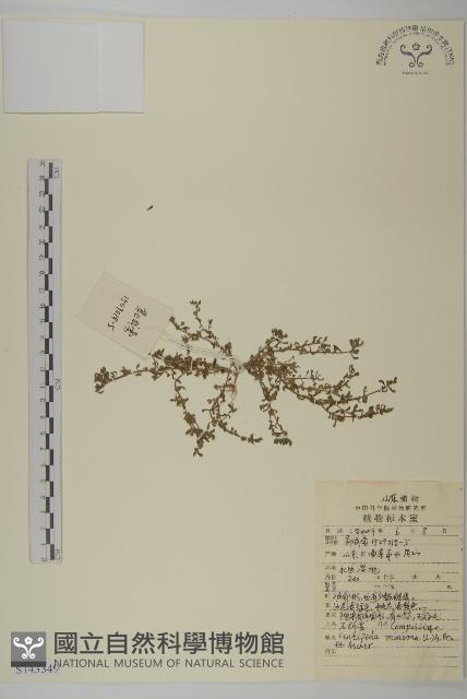 石胡荽、吐金草藏品圖，第1張