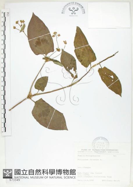 火炭母草、清飯藤藏品圖，第1張