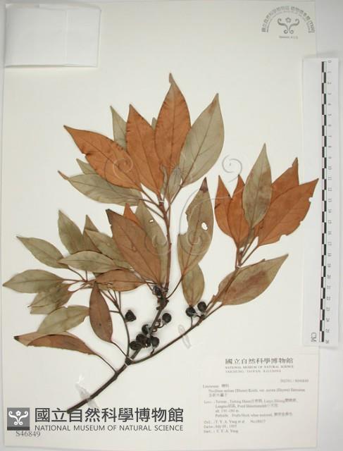 金新木薑子藏品圖，第1張