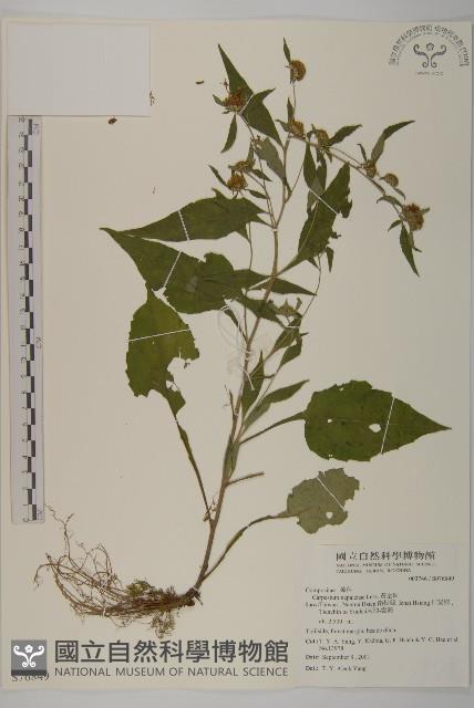 黃金珠藏品圖，第1張