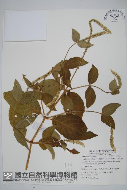 紫莖牛膝、台灣牛膝藏品圖，第1張