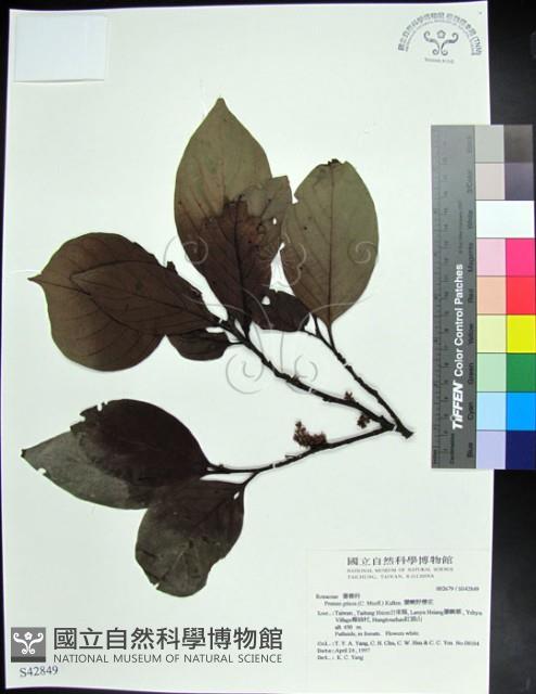 柿葉野櫻、蘭嶼野櫻花藏品圖，第1張