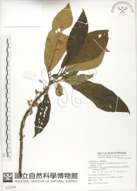 水冬瓜藏品圖，第1張