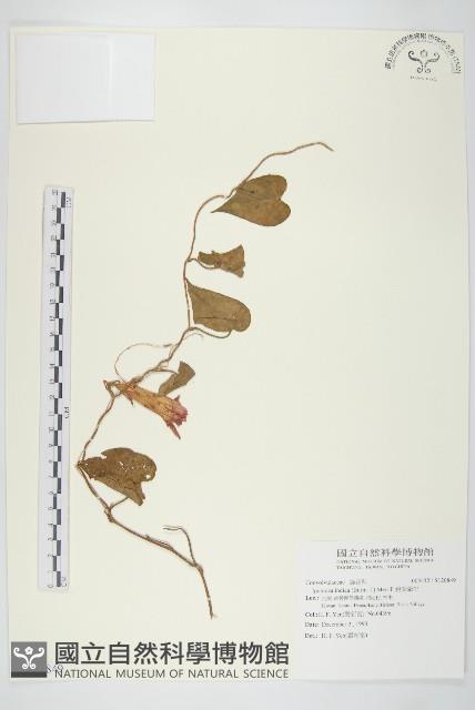 銳葉牽牛藏品圖，第1張