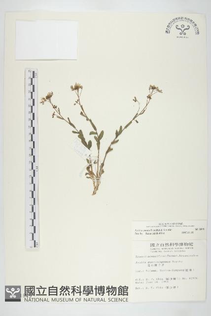 齒葉南芥、齒葉筷子芥藏品圖，第1張