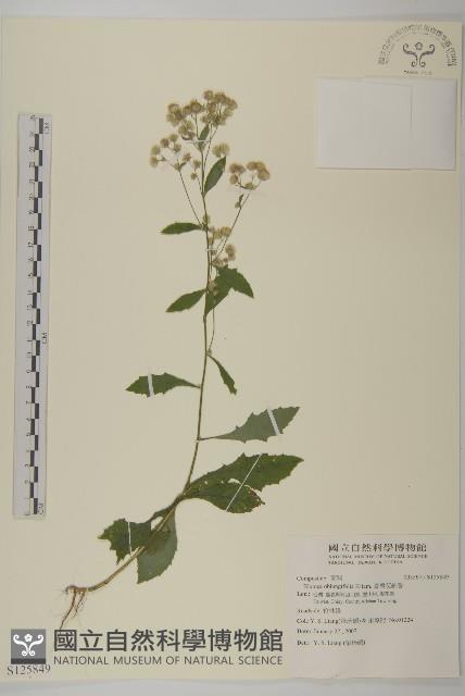 臺灣艾納香藏品圖，第1張