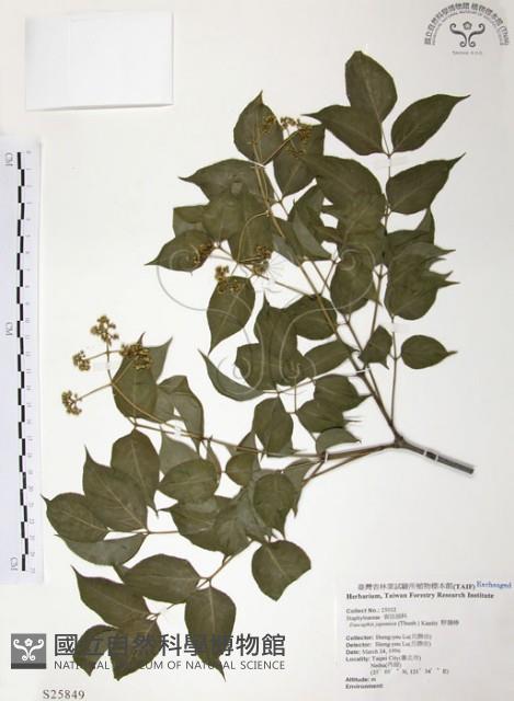 野鴉椿藏品圖，第1張