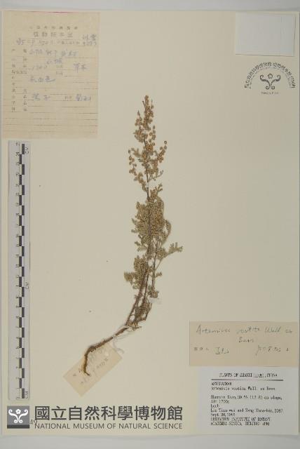 蒿子藏品圖，第1張