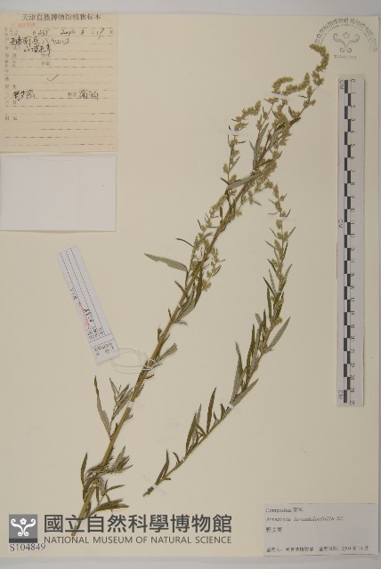 野艾蒿藏品圖，第1張