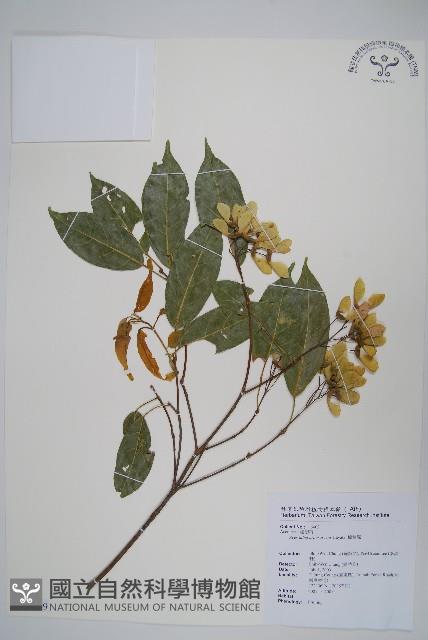 樟葉槭, 飛蛾子樹藏品圖，第1張