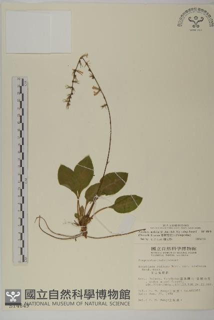 臺灣鬼督郵藏品圖，第1張