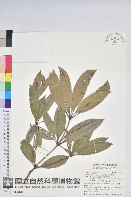 西施花藏品圖，第1張