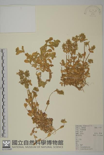 卷耳藏品圖，第1張