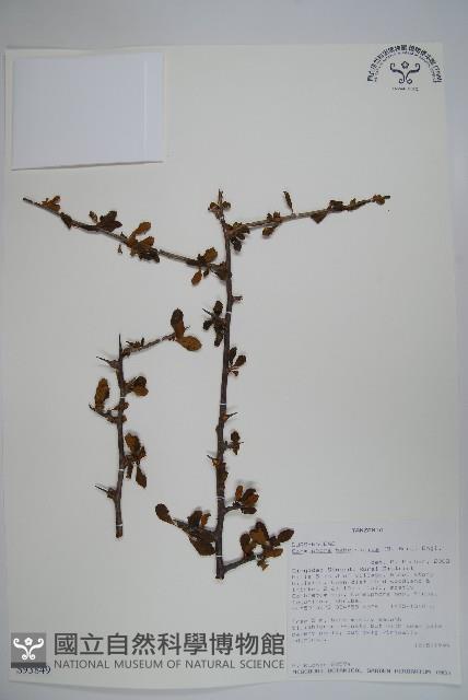 登錄號:S093849藏品圖，第1張