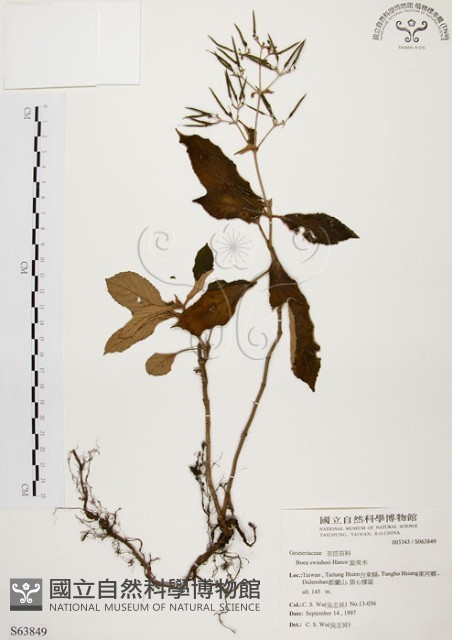 旋莢木藏品圖，第1張