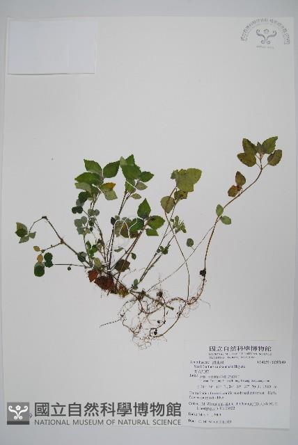 蘭嵌馬藍藏品圖，第1張