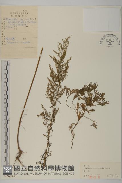 南牡蒿藏品圖，第1張