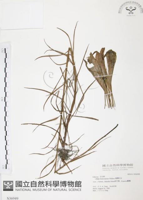 臺灣百合藏品圖，第1張