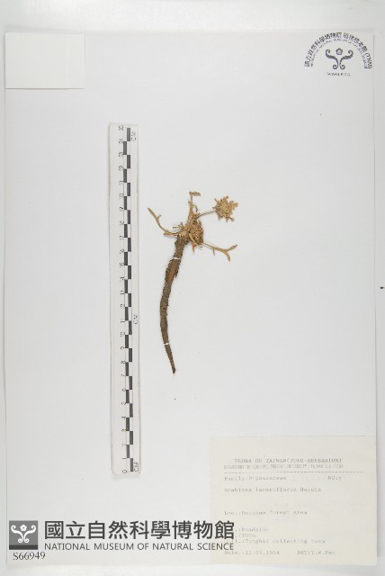 玉山山蘿蔔藏品圖，第1張