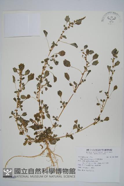 凹葉野莧菜藏品圖，第1張