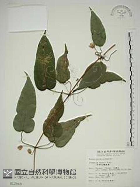 亨利氏鐵線蓮藏品圖，第1張