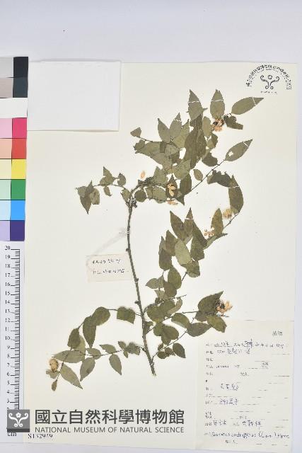 守宮木藏品圖，第1張