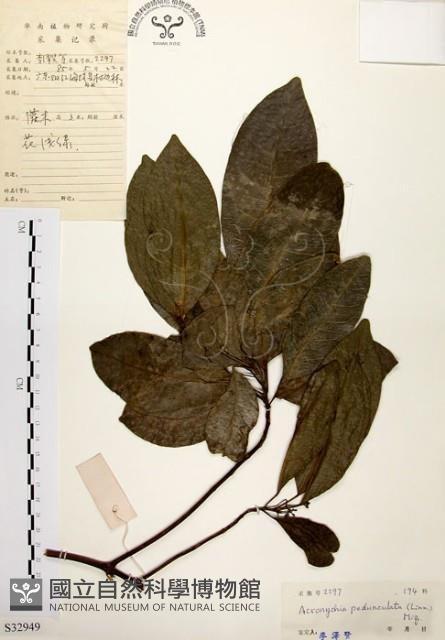 降真香藏品圖，第1張