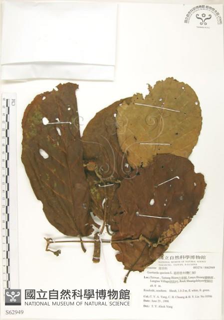 葛塔德木、欖仁舅藏品圖，第1張