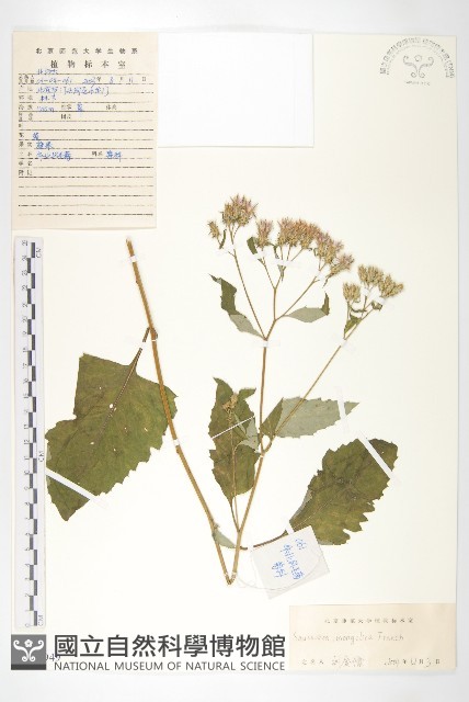 華北鳳毛菊藏品圖，第1張