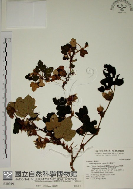 臺灣懸鉤子藏品圖，第1張