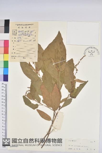 毛果巴豆藏品圖，第1張