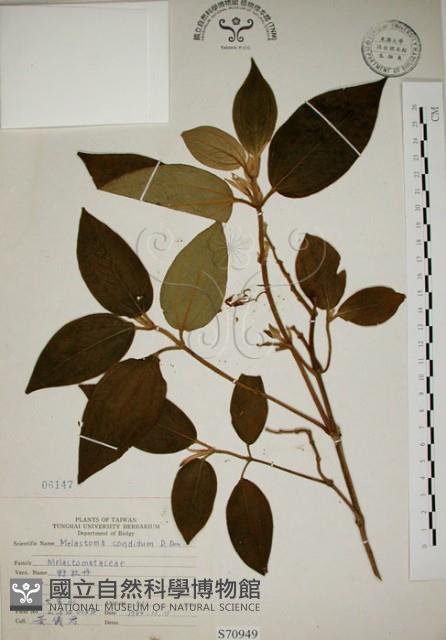 野牡丹藏品圖，第1張