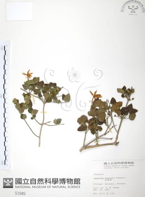 山素英藏品圖，第1張