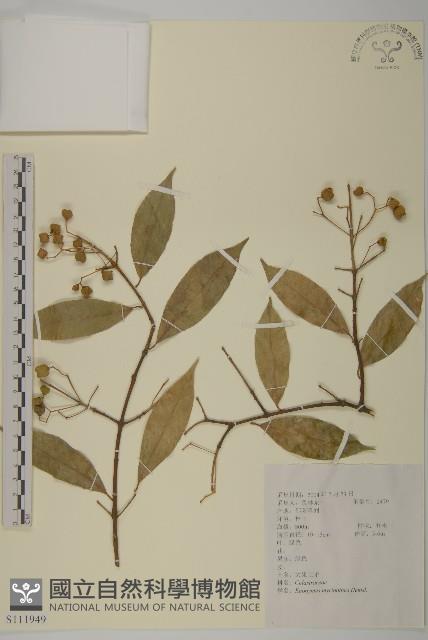 大果衛矛藏品圖，第1張