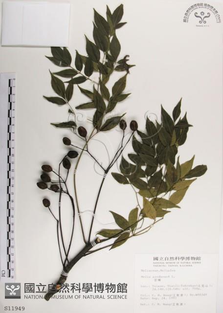楝、苦楝藏品圖，第1張