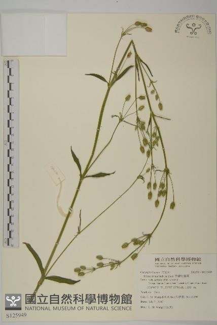 堅硬女婁菜藏品圖，第1張