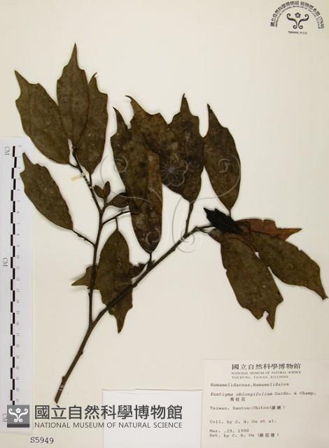 秀柱花藏品圖，第1張