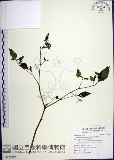 光果龍葵藏品圖，第1張