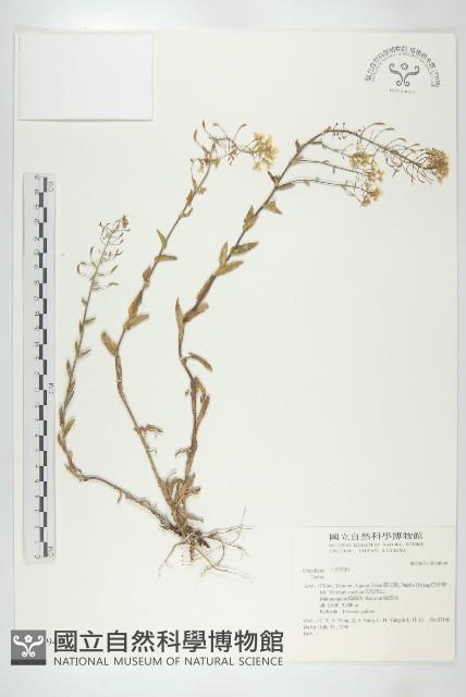 登錄號:S034949藏品圖，第1張