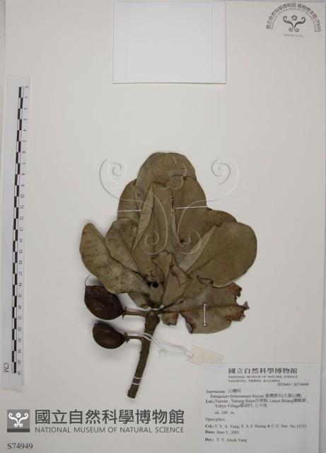 大葉山欖、臺灣膠木藏品圖，第1張