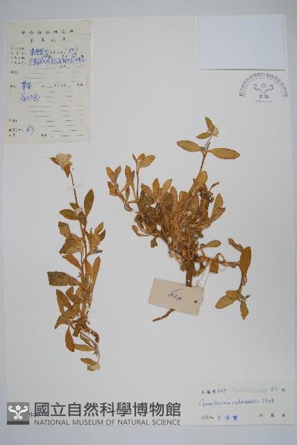 假千日紅藏品圖，第1張