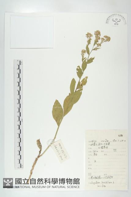 寬葉獨行菜藏品圖，第1張