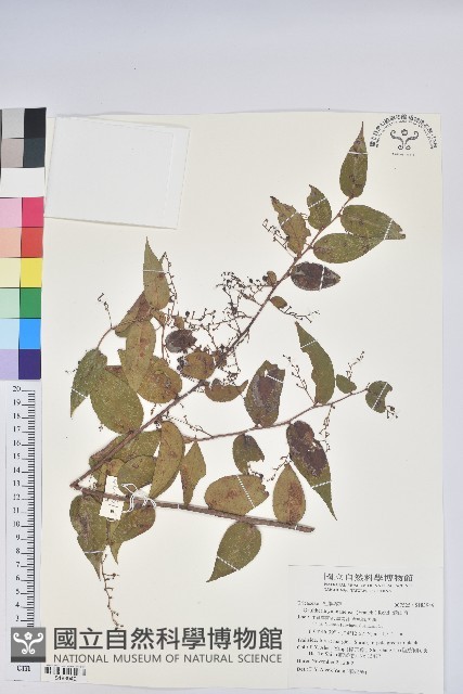 滿山香藏品圖，第1張