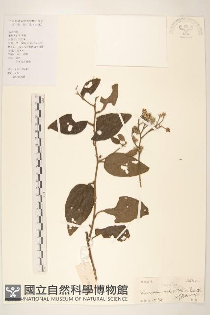 茄葉斑鳩菊藏品圖，第1張